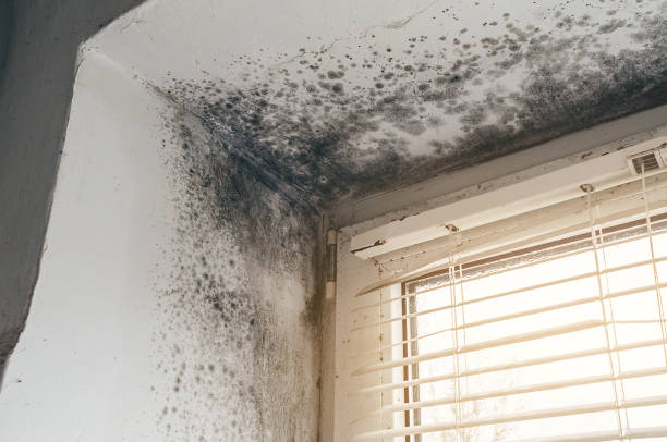 Affordable Mold Cleanup solutions in Odessa, FL