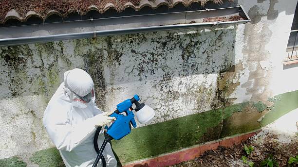 Trusted Mold Inspection service in Odessa, FL - Cheap Mold Removal